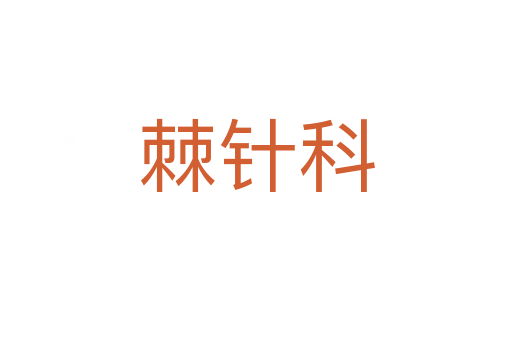 棘针科